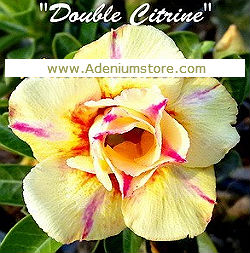 (image for) Adenium Obesum 'Double Citrine' 5 Seeds - Click Image to Close
